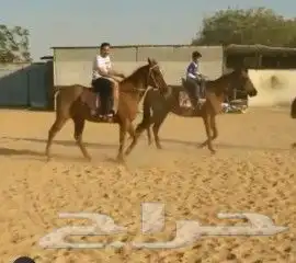 تدريب ركوب الخيل 4
