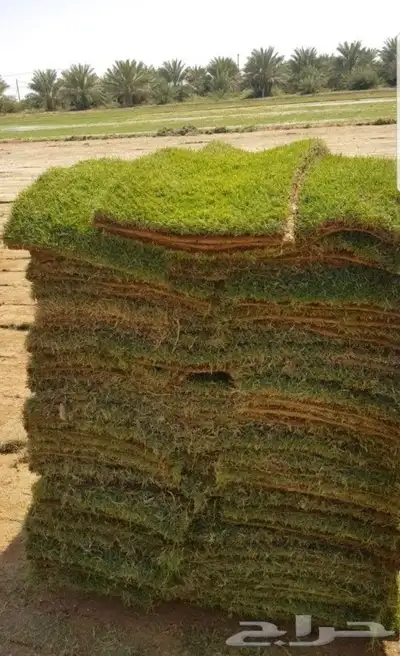 ثيل c2000 انجيل 6