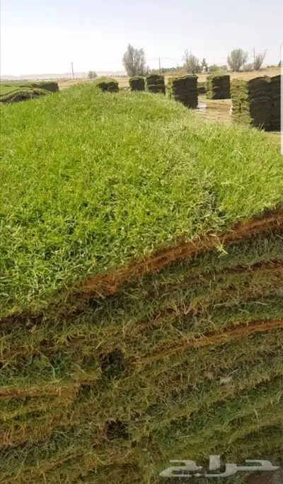 ثيل c2000 انجيل 5