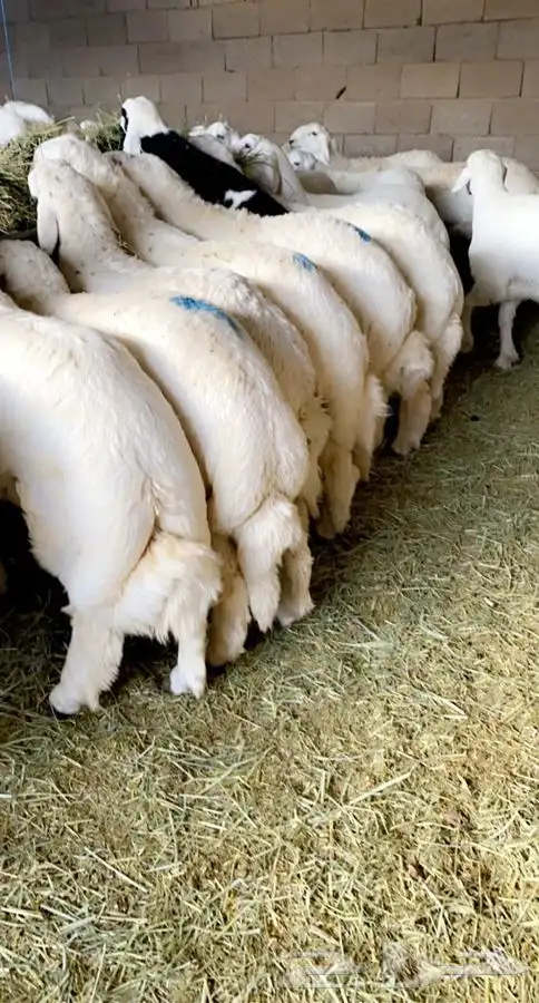 ذبايح خرفان رخال بهم طليان للبيع مع السلخ والتوصيل ت التقيم 9