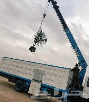 نخل واشجار 12