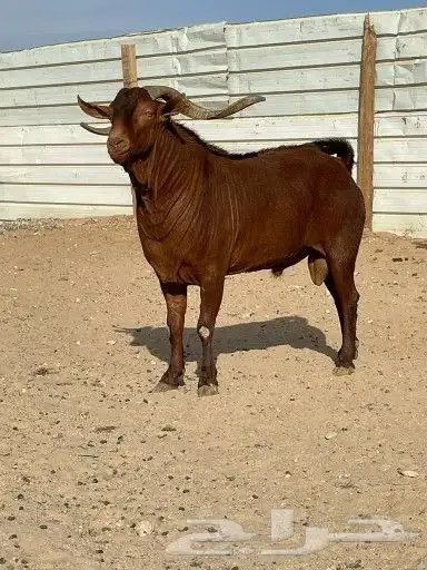 فحل ادهم جنوبي جبارة ونحر - المزاحمية - 0