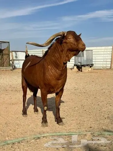 فحل ادهم جنوبي جبارة ونحر - المزاحمية - 4