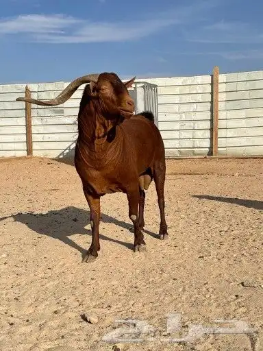 فحل ادهم جنوبي جبارة ونحر - المزاحمية - 5