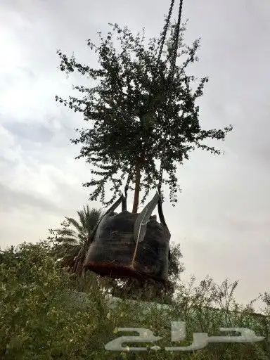 نخل واشجار 8