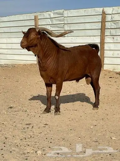 فحل ادهم جنوبي جبارة ونحر - المزاحمية - 1