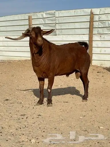 فحل ادهم جنوبي جبارة ونحر - المزاحمية - 2