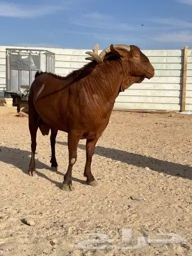 فحل ادهم جنوبي جبارة ونحر - المزاحمية - 3