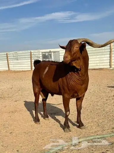 فحل ادهم جنوبي جبارة ونحر - المزاحمية - 6