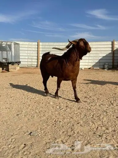 فحل ادهم جنوبي جبارة ونحر - المزاحمية - 7