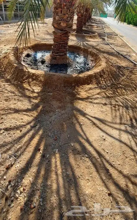 نخل واشجار 14