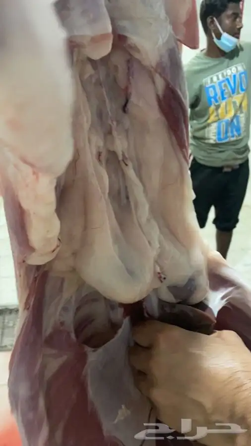 طليان و رخال ذبايح مع السلخ والتوصيل داخل مكه 0