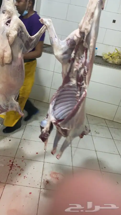 طليان و رخال ذبايح مع السلخ والتوصيل داخل مكه 2