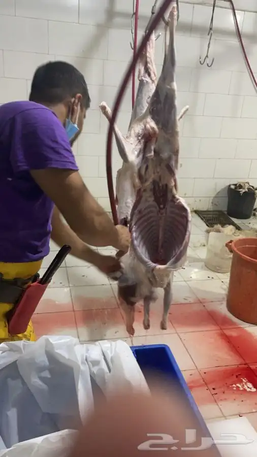 طليان و رخال ذبايح مع السلخ والتوصيل داخل مكه 1