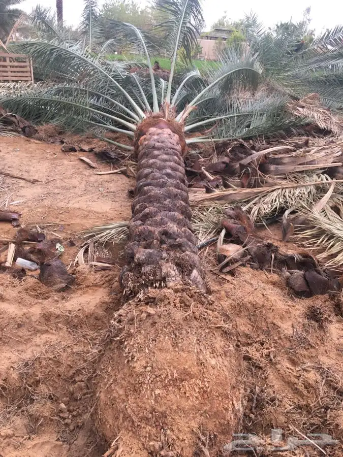 نخل القصيم بجميع انواعه 4