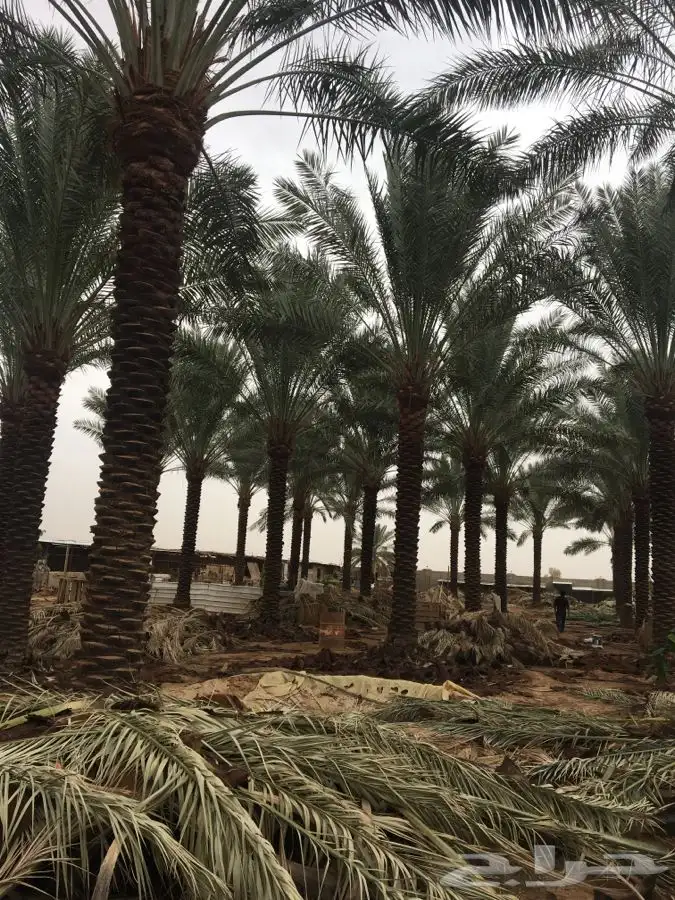 نخل القصيم بجميع انواعه 5