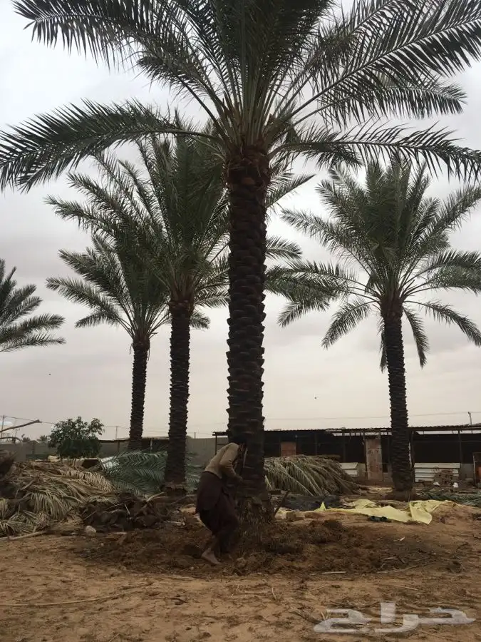 نخل القصيم بجميع انواعه 0