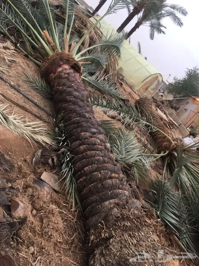 نخل القصيم بجميع انواعه 1