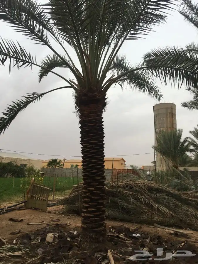 نخل القصيم بجميع انواعه 2