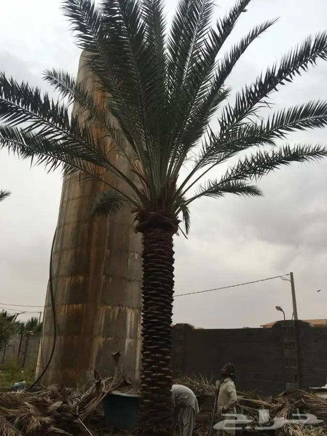 نخل القصيم بجميع انواعه 7