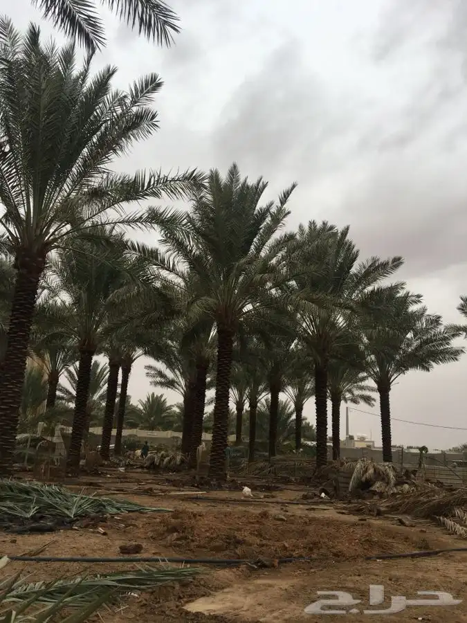 نخل القصيم بجميع انواعه 3
