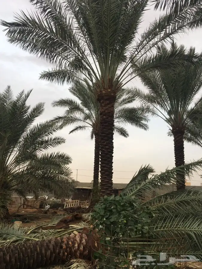 نخل القصيم بجميع انواعه 6