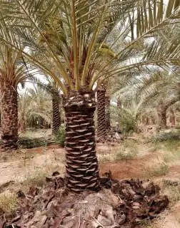 قشع وغرس النخيل 15