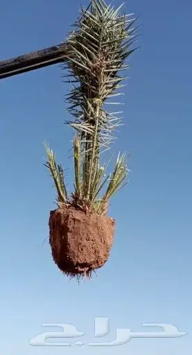 قلع وغرس وتكريب النخيل 4