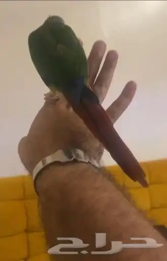 ببغاء كنيور متكلم قمه في الولافه والنظافه 1