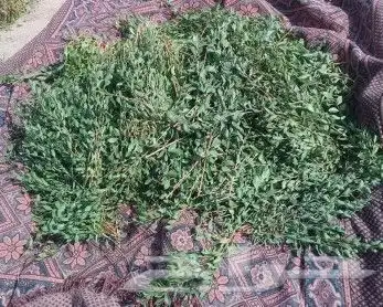 حناء ينبع ورق متوفر كمية انتاج جديد والوزن 8 0