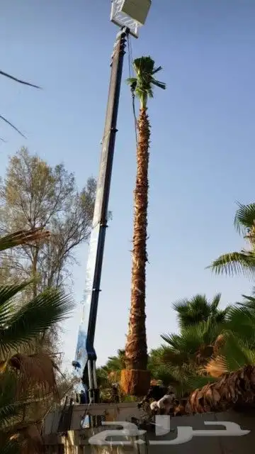 قلع وغرس وتكريب النخيل 6