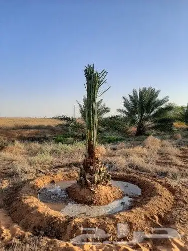 قلع وغرس وتكريب النخيل 2