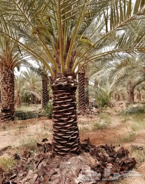 قلع وغرس وتكريب النخيل 8