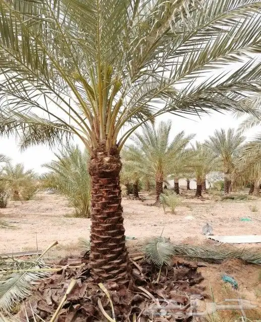 قلع وغرس وتكريب النخيل 9