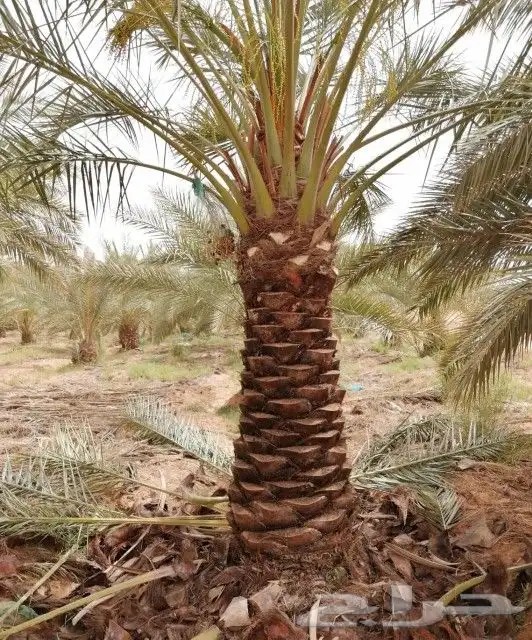 قلع وغرس وتكريب النخيل 7