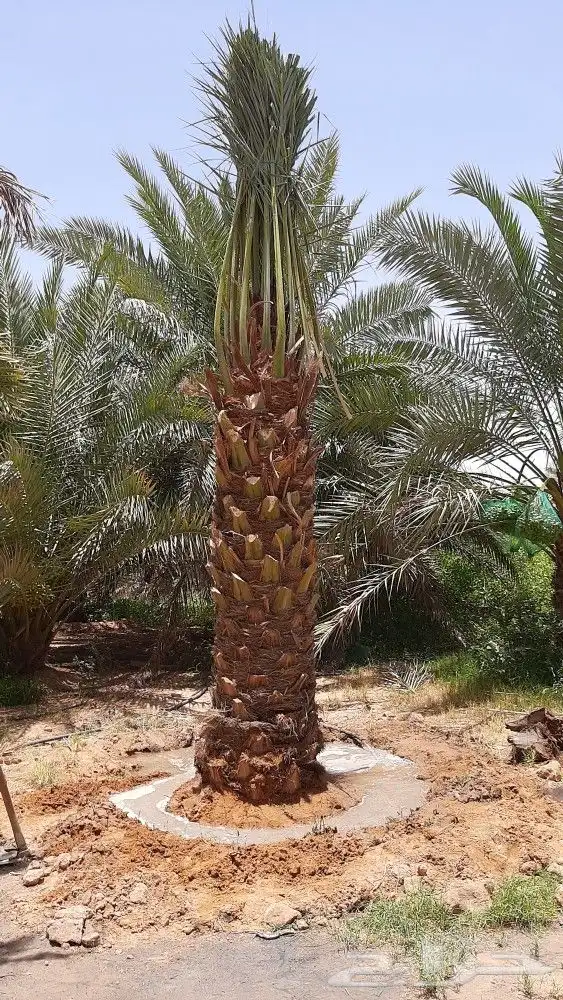 قلع وغرس وتكريب النخيل 10