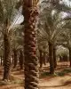 قشع وغرس النخيل 11