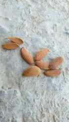 لوز بجلي بلدي وزبيب حماط وزبيب عنب 8