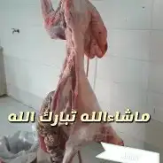 ذبايح طليان حري نعيمي مع خدمة السلخ والتوصيل 10