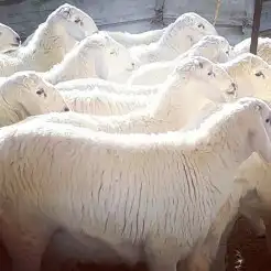 ذبايح طليان حري نعيمي مع خدمة السلخ والتوصيل 4