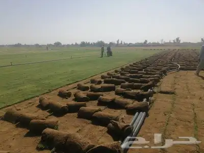 نجيلة سي الفين اجود نوع 1
