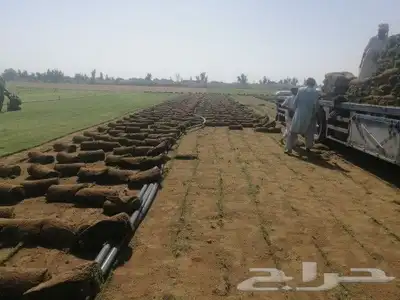 نجيلة سي الفين اجود نوع 3
