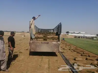 نجيلة سي الفين اجود نوع 0
