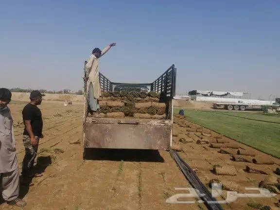 نجيلة سي الفين اجود نوع 0