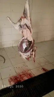 ذبايح حري نجدي نعيمي سواكني 7