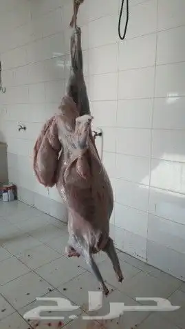 ذبايح حري نجدي نعيمي سواكني 6