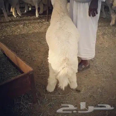 ذبايح حري نجدي نعيمي سواكني 3