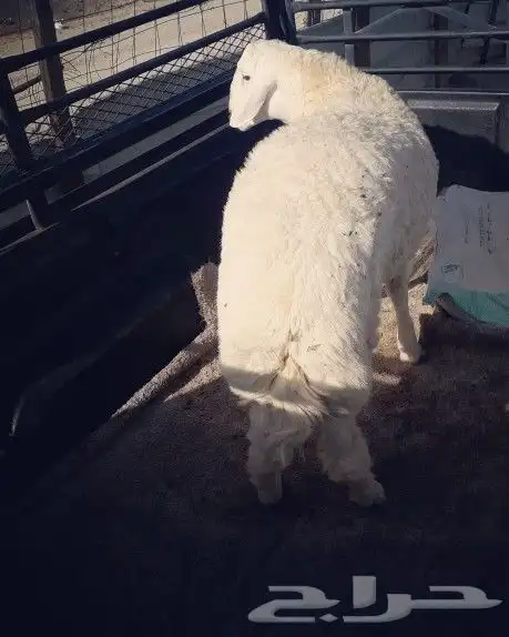 ذبايح حري نجدي نعيمي سواكني 4