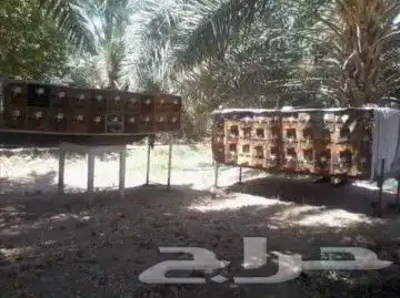 خلايا نحل بلدي للبيع وعسل طبيعي (جملة وقطاعي) 2