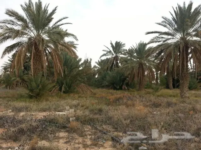 مزرعة للبيع بالاسياح 3
